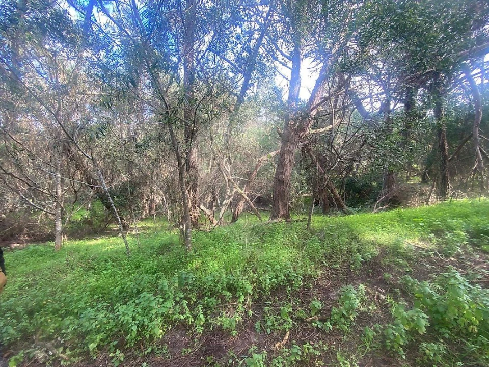 Terreno para Venda em Colares Foto 14
