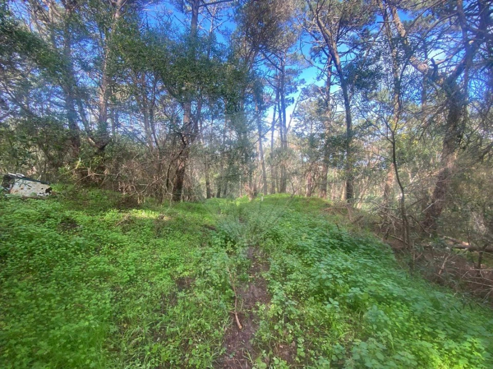 Terreno para Venda em Colares Foto 3