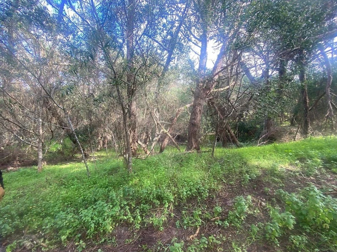 Terreno para Venda em Colares Foto 14