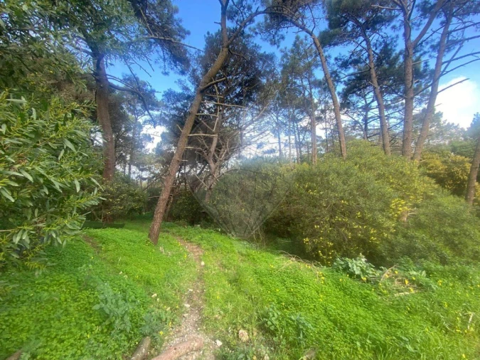 Terreno para Venda em Colares Foto 12