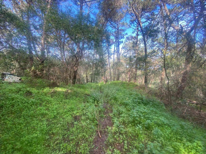 Terreno para Venda em Colares Foto 3