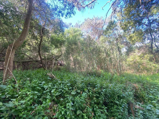 Terreno para Venda em Colares Foto 5