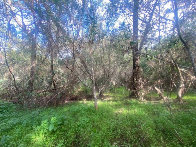 Terreno para Venda em Colares Foto 10