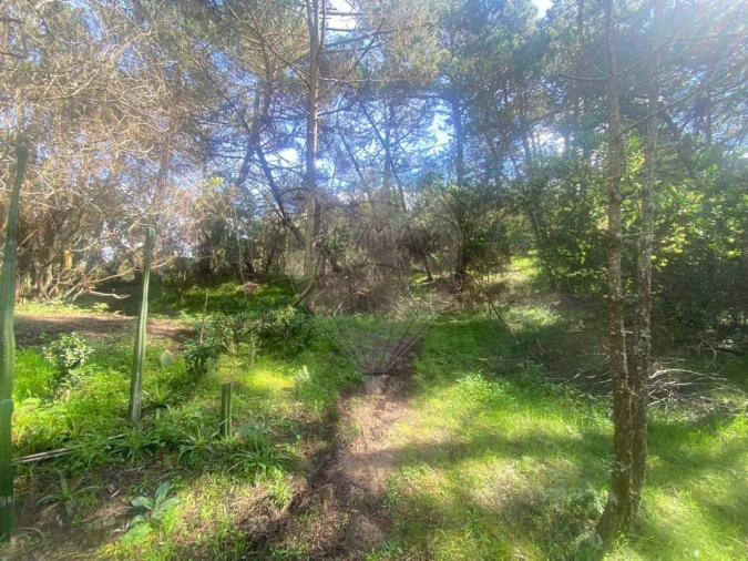 Terreno para Venda em Colares Foto 15