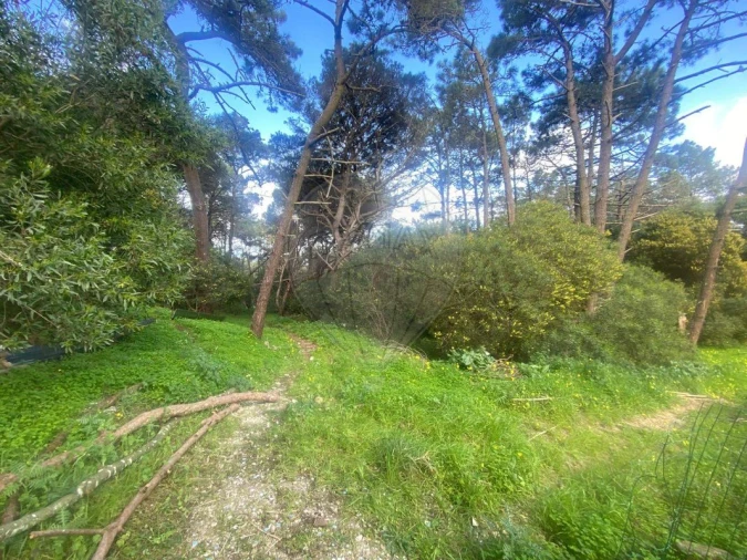 Terreno para Venda em Colares Foto 17