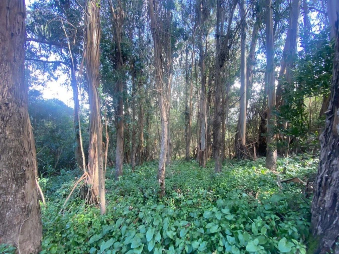 Terreno para Venda em Colares Foto 8