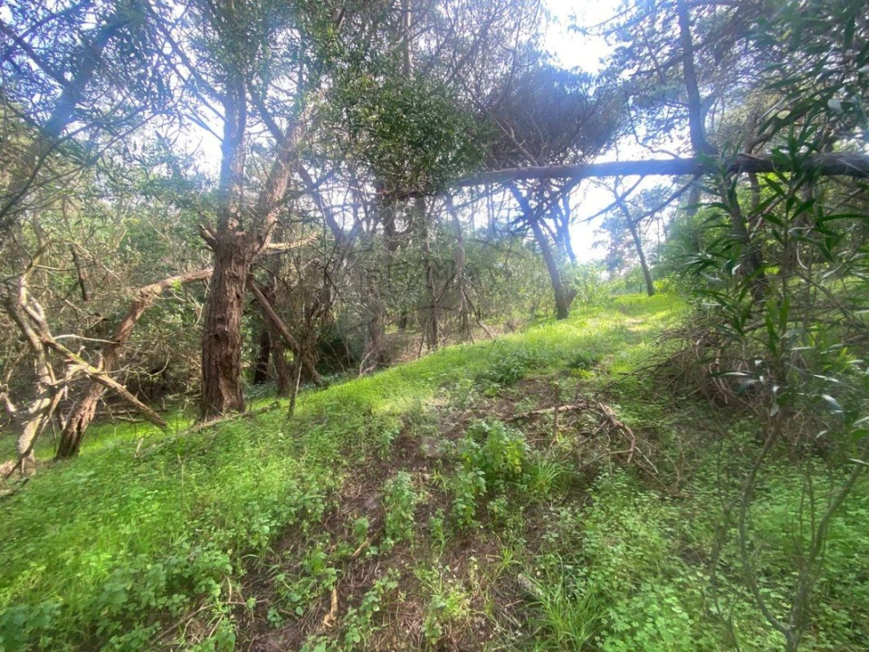 Terreno para Venda em Colares Foto 9
