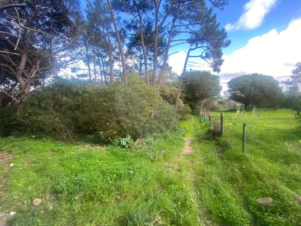 Terreno para Venda em Colares Foto 16