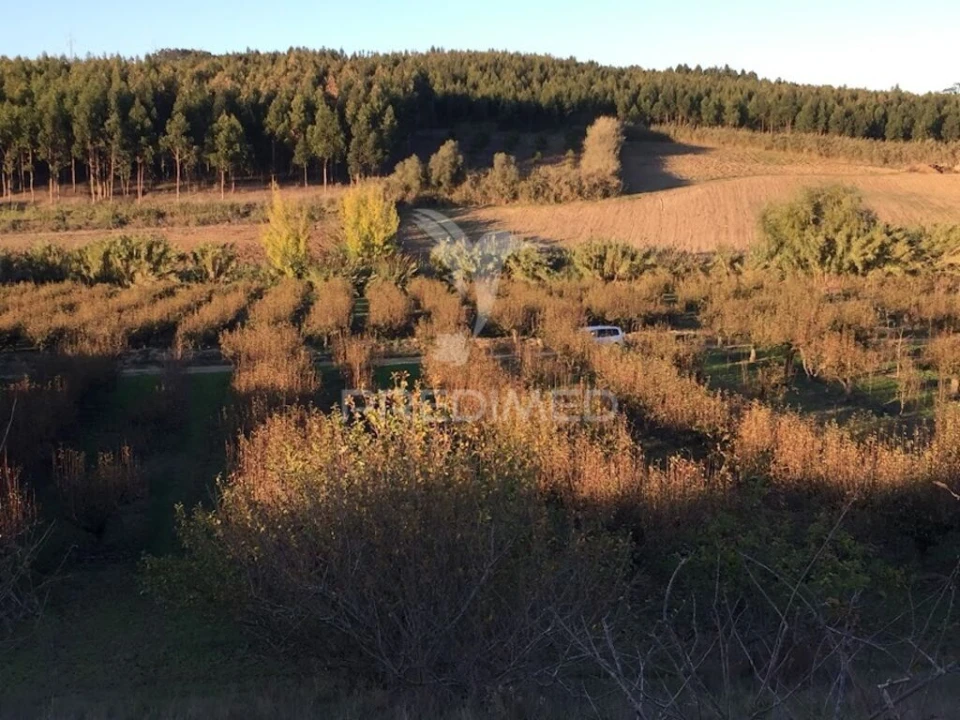 Terreno para Venda em Lourinhã e Atalaia Foto 1