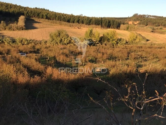 Terreno para Venda em Lourinhã e Atalaia Foto 2