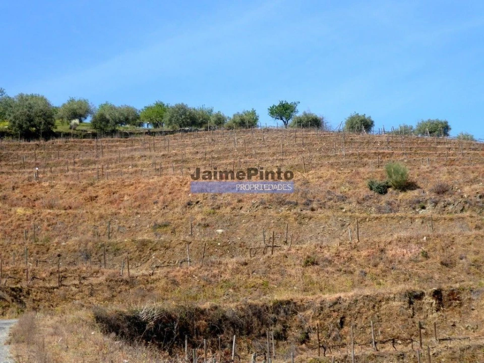 Terreno Agricola ou Rústico para Venda em Castelo Rodrigo Foto 6