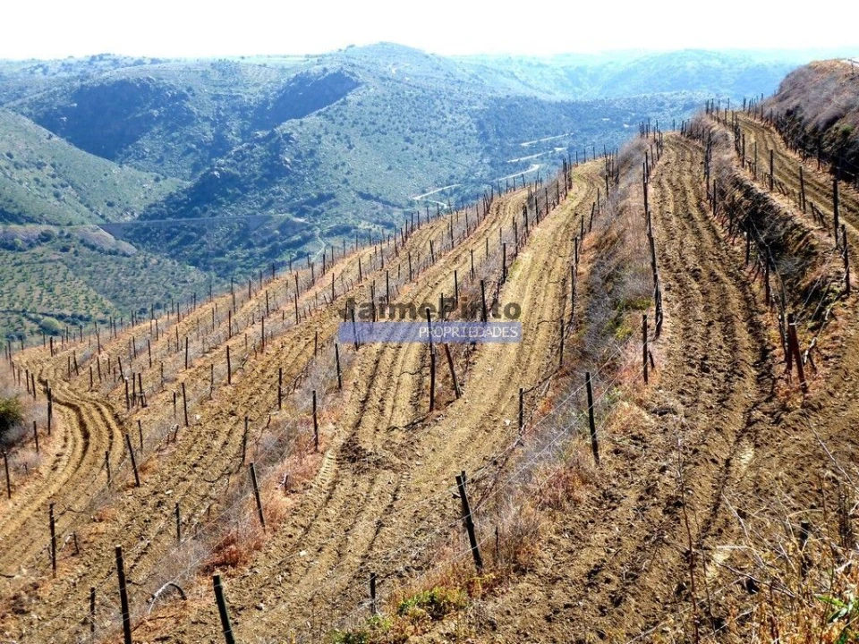 Terreno Agricola ou Rústico para Venda em Castelo Rodrigo Foto 7