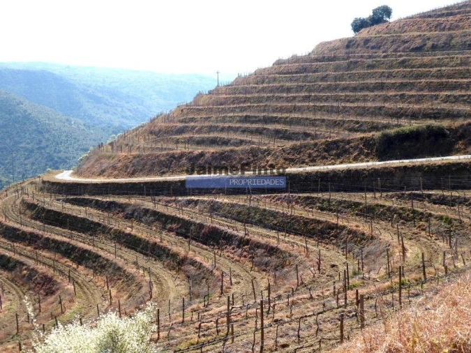 Terreno Agricola ou Rústico para Venda em Castelo Rodrigo Foto 3