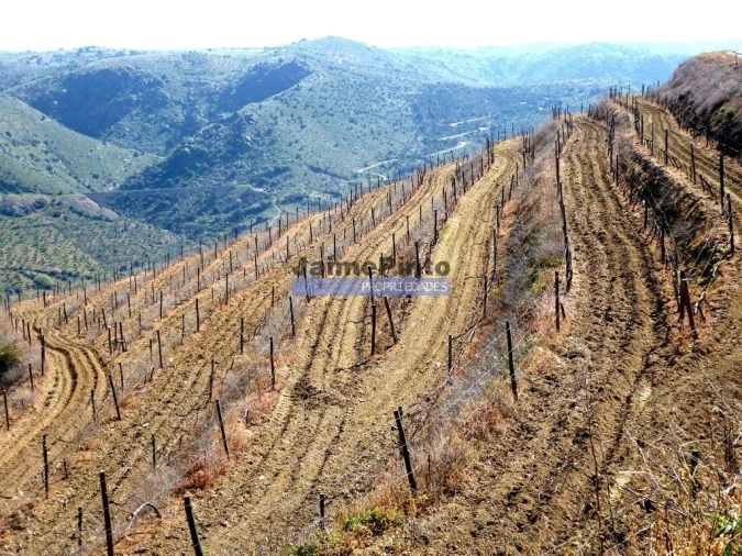 Terreno Agricola ou Rústico para Venda em Castelo Rodrigo Foto 7