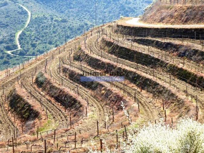 Terreno Agricola ou Rústico para Venda em Castelo Rodrigo Foto 8