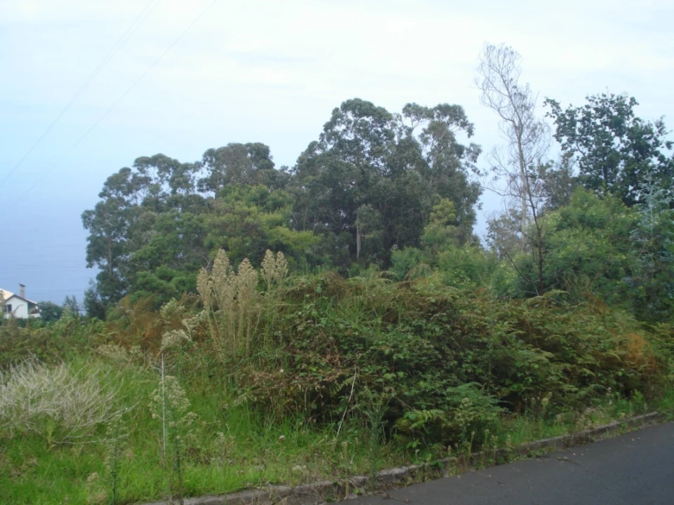 Terreno para Venda em São Jorge Foto 11