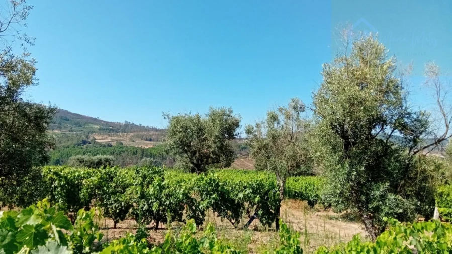 Quinta T0 para Venda em Castelo de Penalva Foto 38
