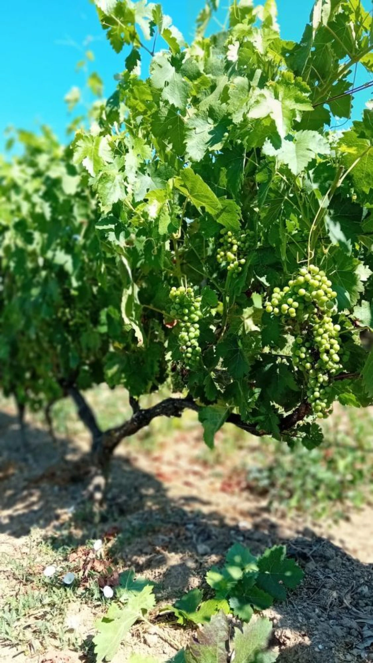 Quinta T0 para Venda em Castelo de Penalva Foto 37