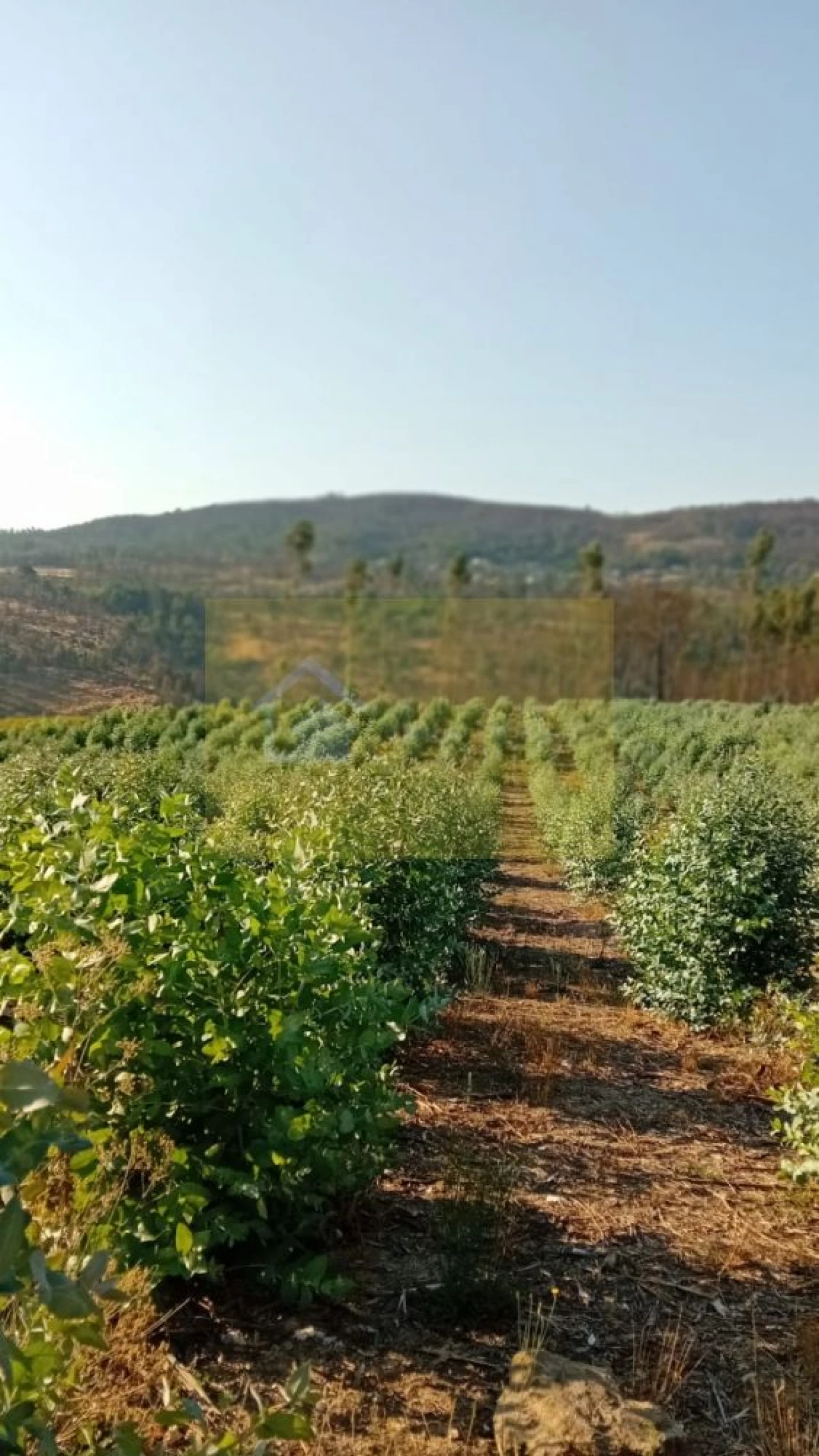 Quinta T0 para Venda em Castelo de Penalva Foto 43
