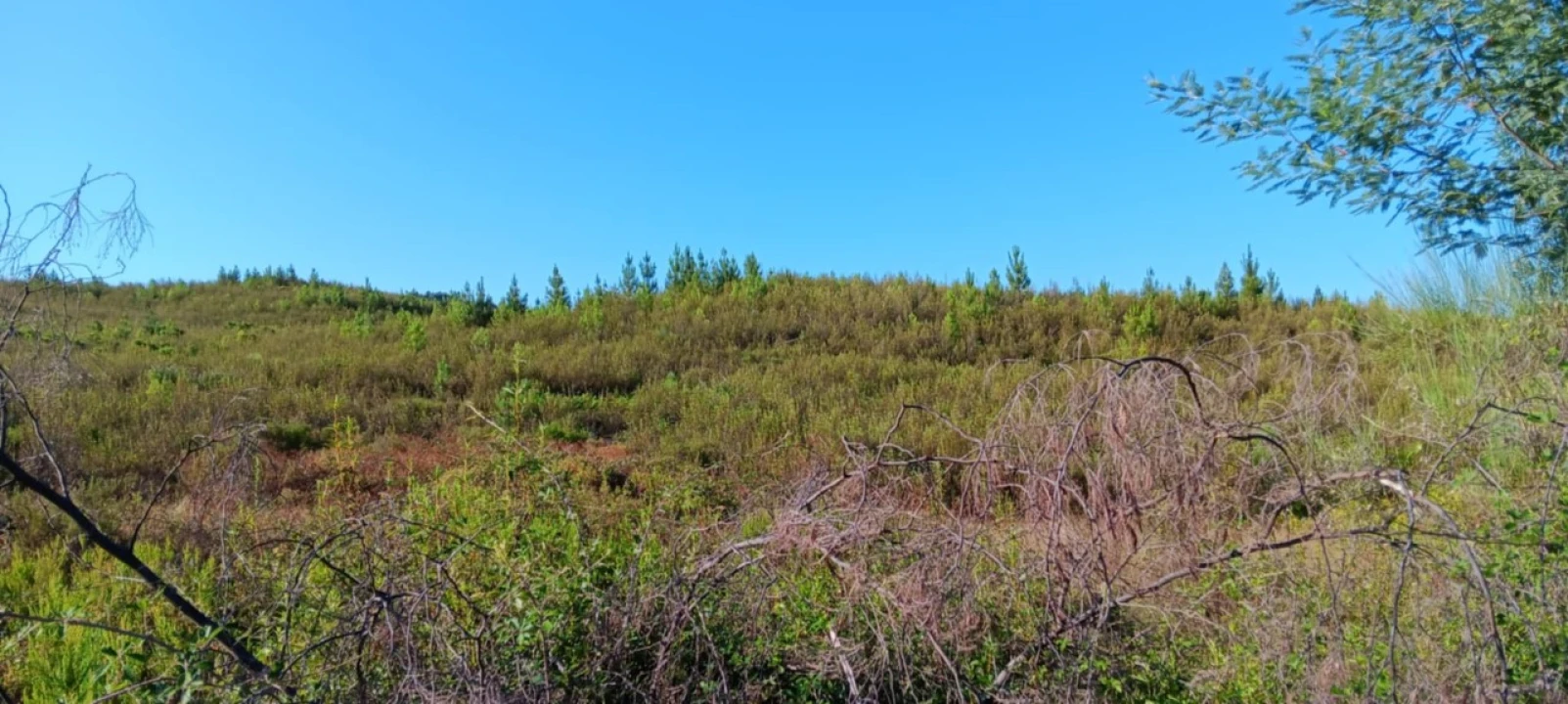 Terreno Agricola ou Rústico para Arrendamento em Belver Foto 3