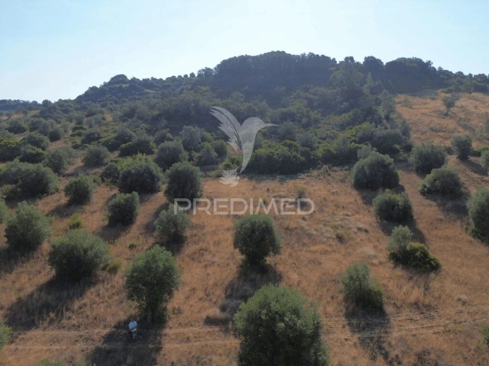 Terreno para Arrendamento em Bugalhos Foto 8