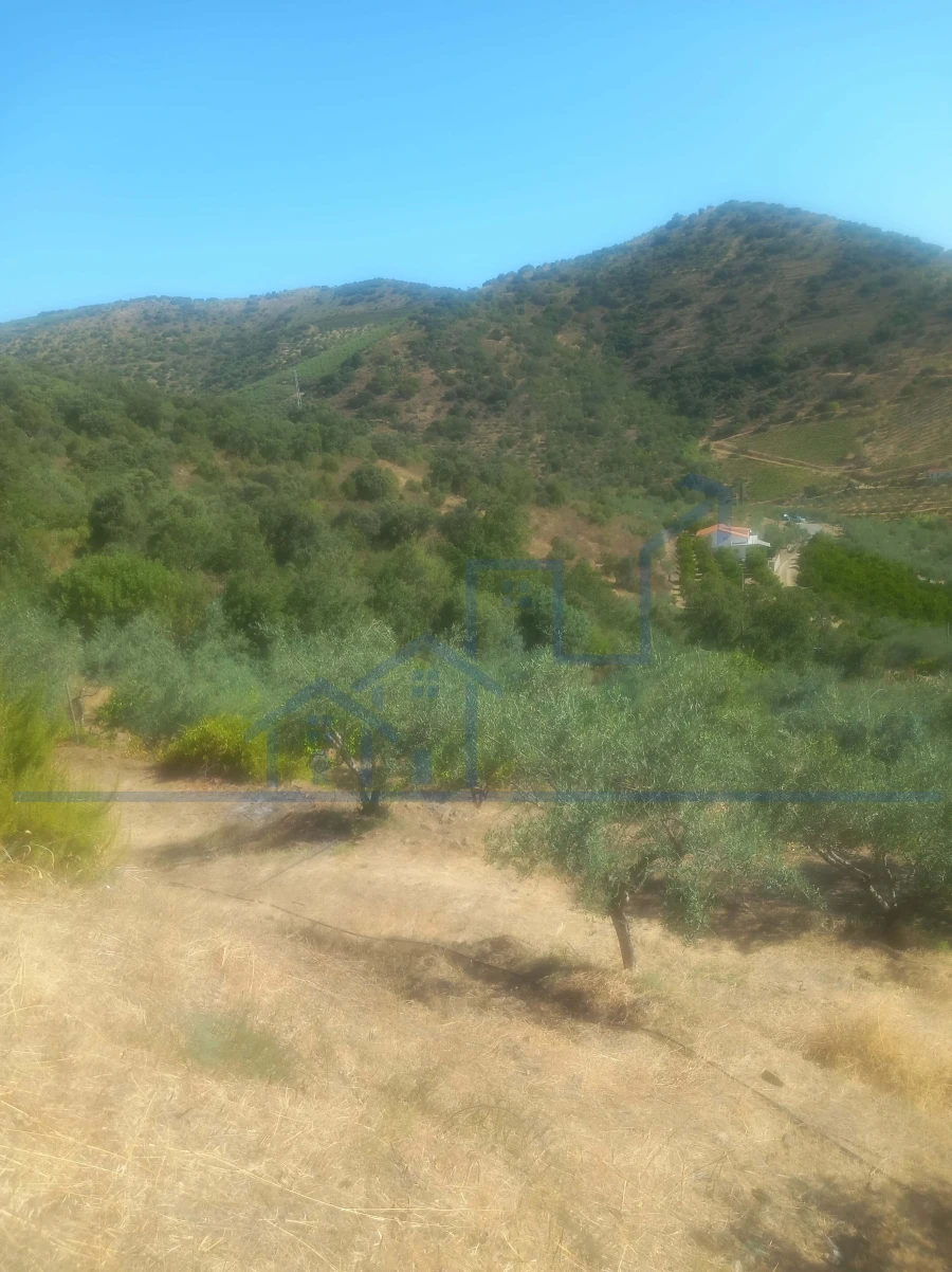 Terreno para Venda em Freixo de Espada a Cinta e Mazouco Foto 11