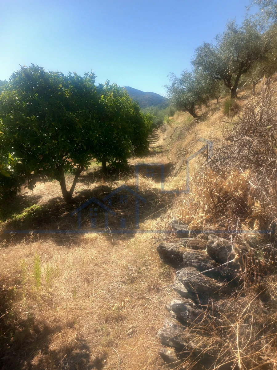 Terreno para Venda em Freixo de Espada a Cinta e Mazouco Foto 6