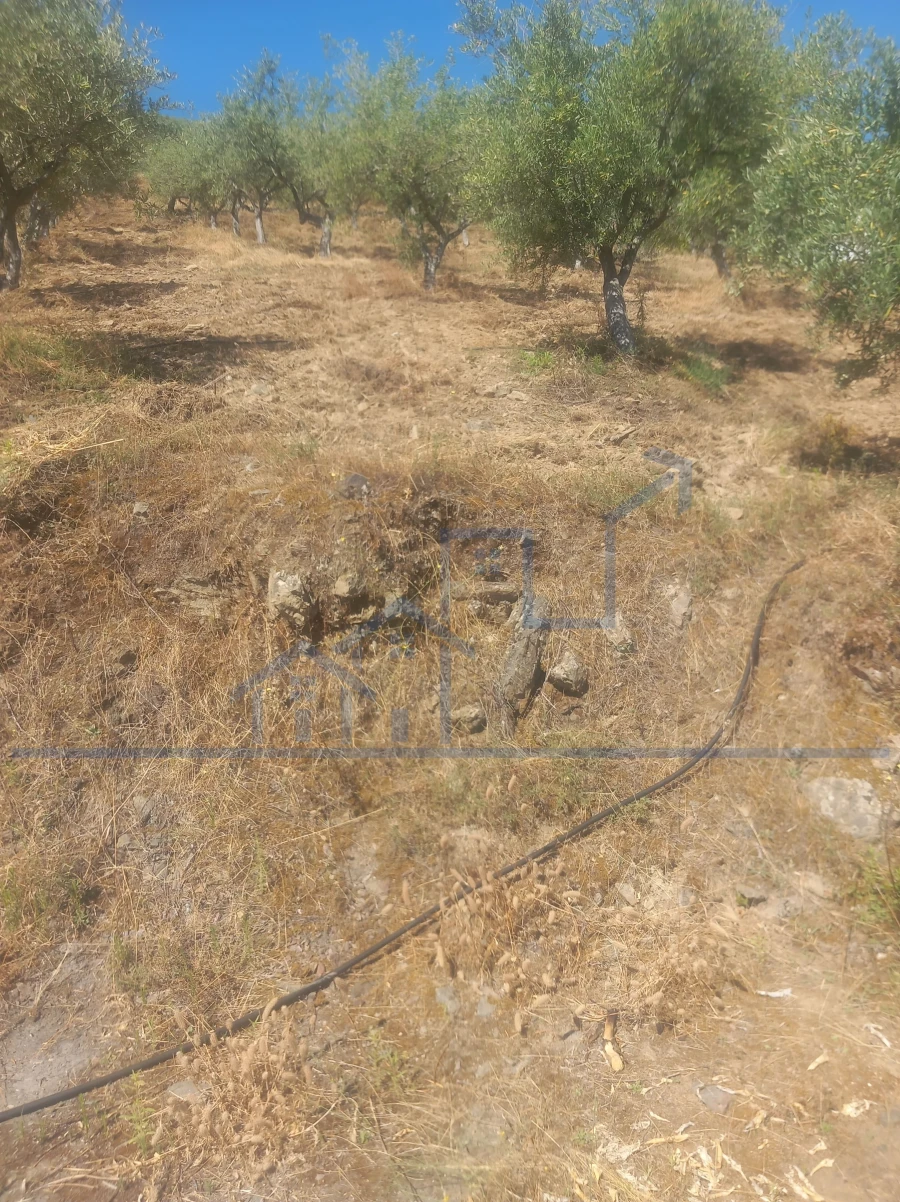 Terreno para Venda em Freixo de Espada a Cinta e Mazouco Foto 9