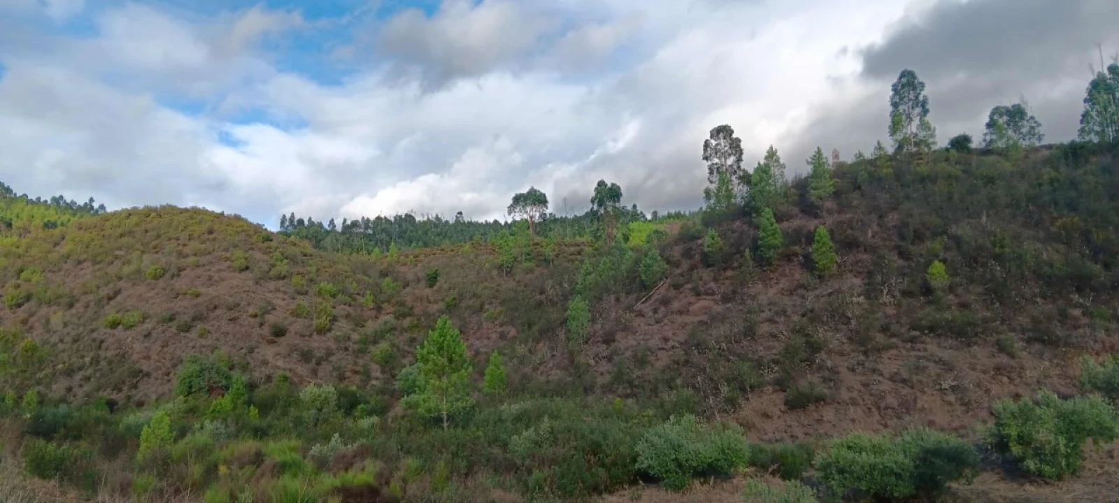 Terreno Agricola ou Rústico para Venda em Mação, Penhascoso e Aboboreira Foto 1