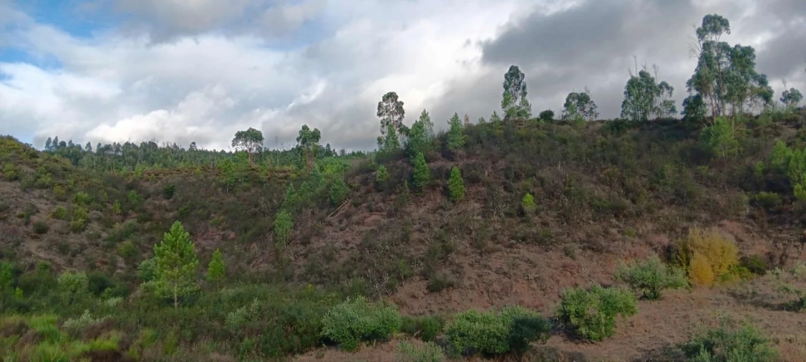 Terreno Agricola ou Rústico para Venda em Mação, Penhascoso e Aboboreira Foto 2