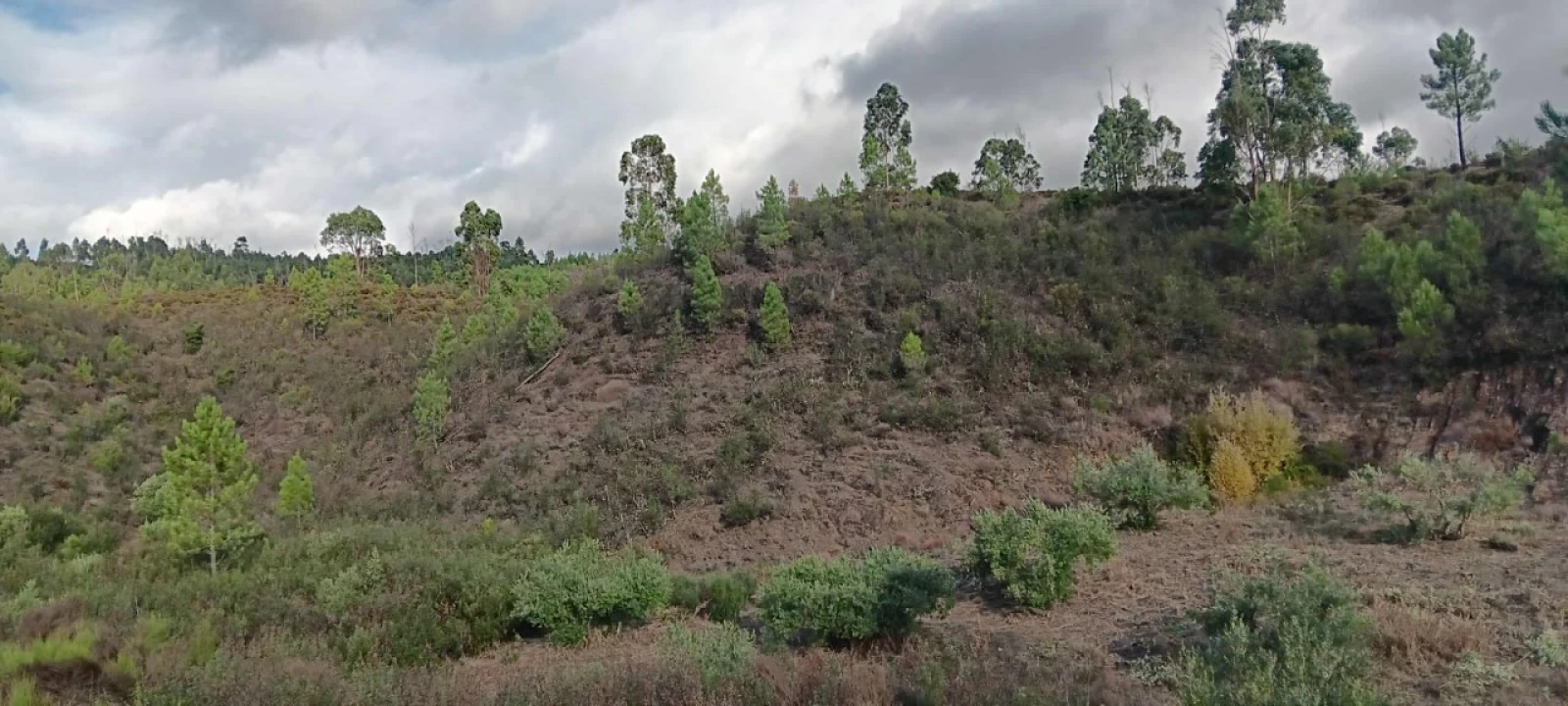 Terreno Agricola ou Rústico para Venda em Mação, Penhascoso e Aboboreira Foto 3