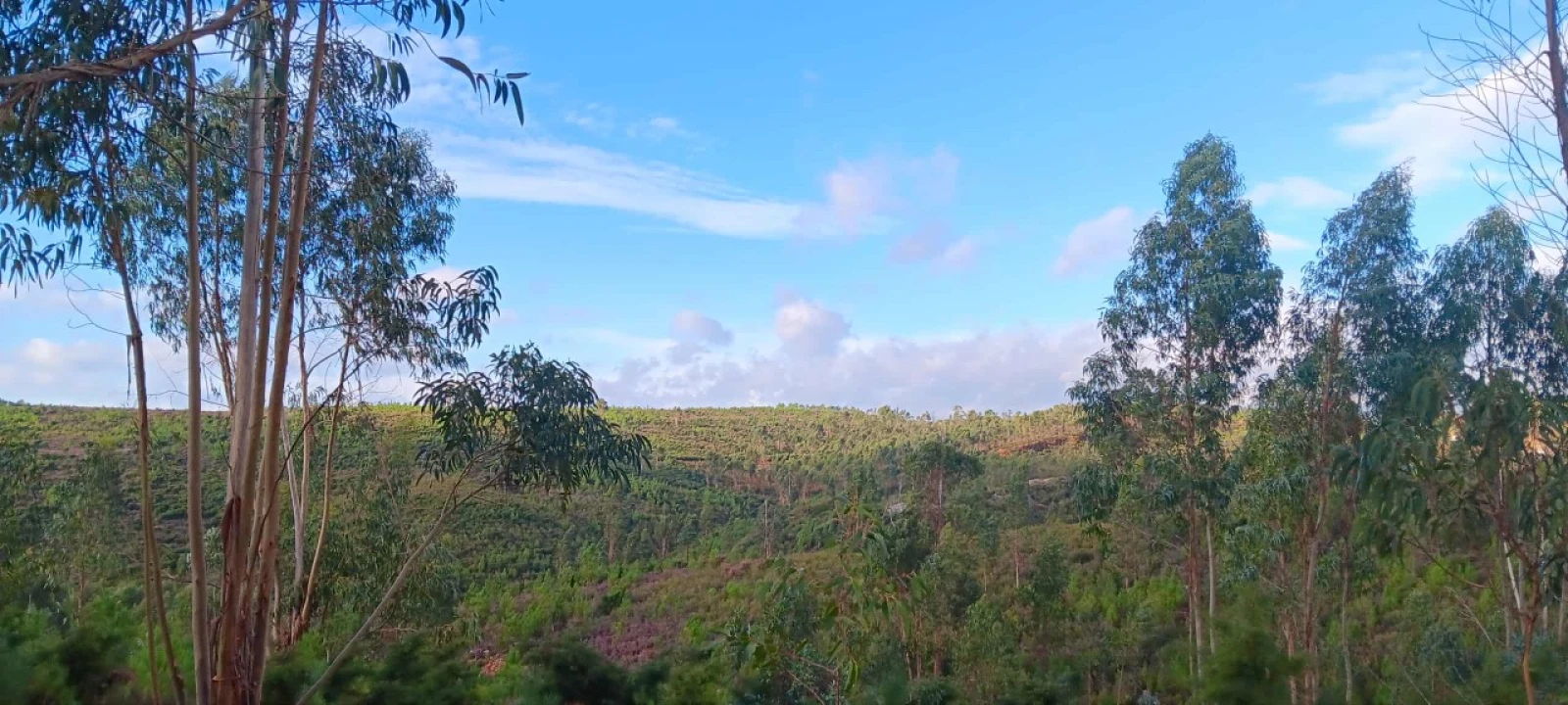 Terreno Agricola ou Rústico para Venda em Mação, Penhascoso e Aboboreira Foto 2