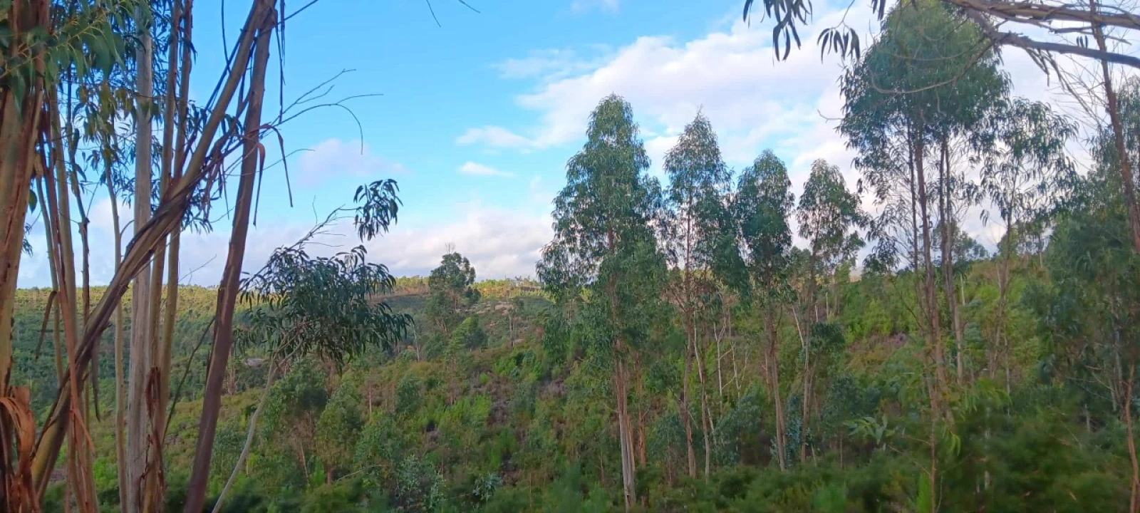 Terreno Agricola ou Rústico para Venda em Mação, Penhascoso e Aboboreira Foto 3