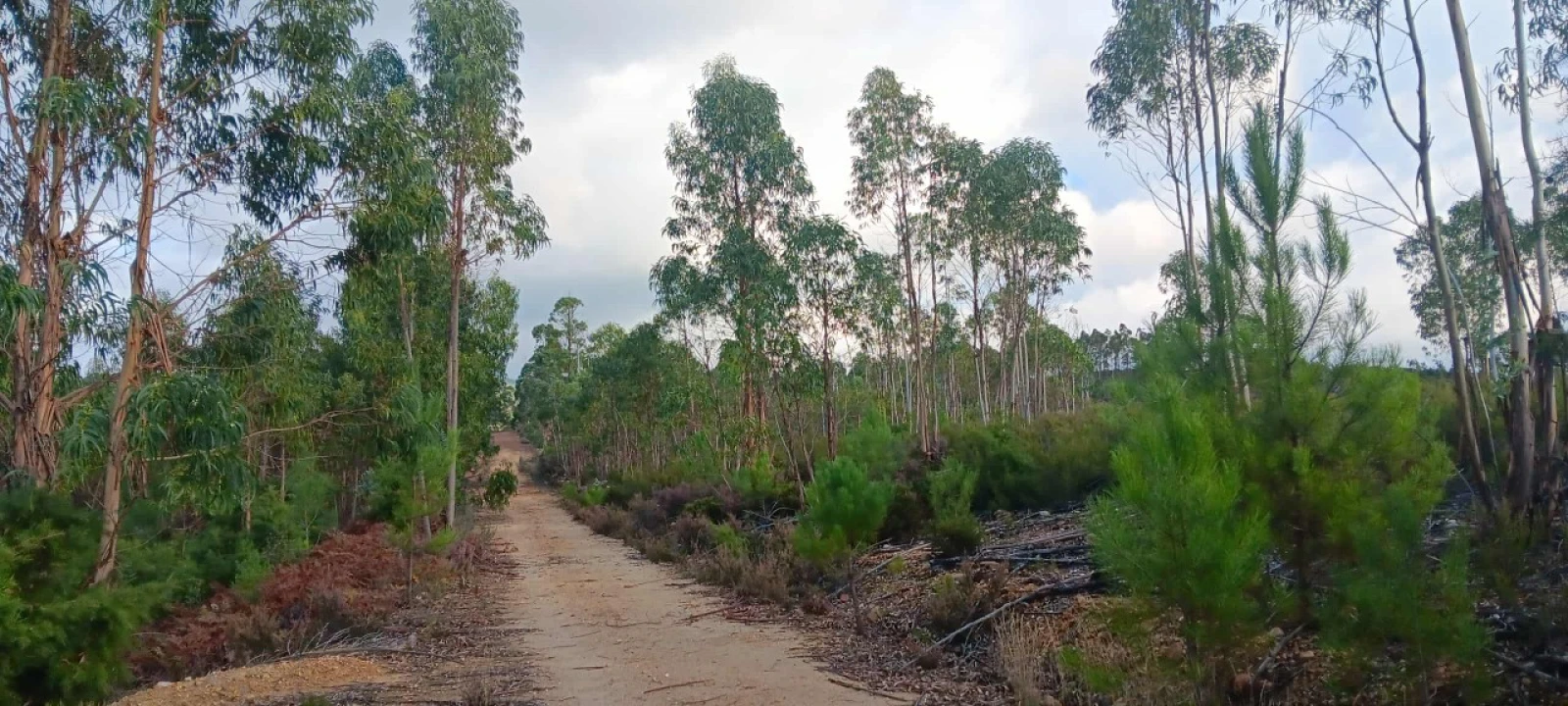 Terreno Agricola ou Rústico para Venda em Mação, Penhascoso e Aboboreira Foto 4