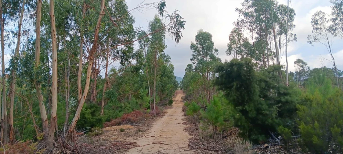 Terreno Agricola ou Rústico para Venda em Mação, Penhascoso e Aboboreira