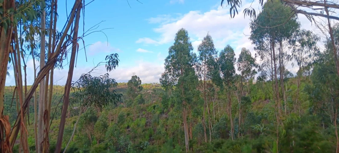 Terreno Agricola ou Rústico para Venda em Mação, Penhascoso e Aboboreira Foto 3
