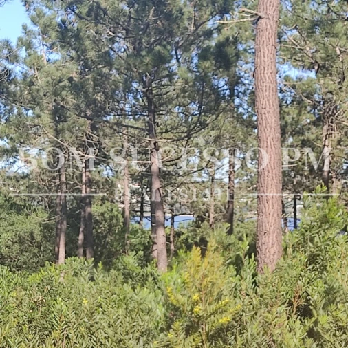 Terreno P/ Prédio para Venda em Vau Foto 5