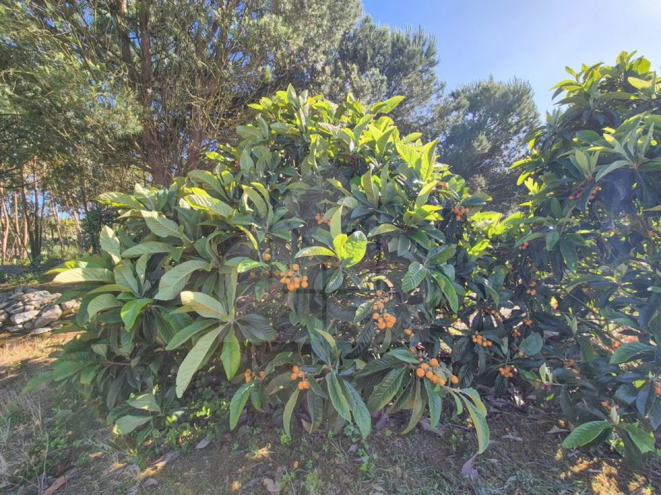 Moradia T3 para Venda em Reguengo Grande Foto 55