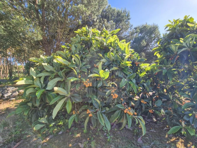 Moradia T3 para Venda em Reguengo Grande Foto 23