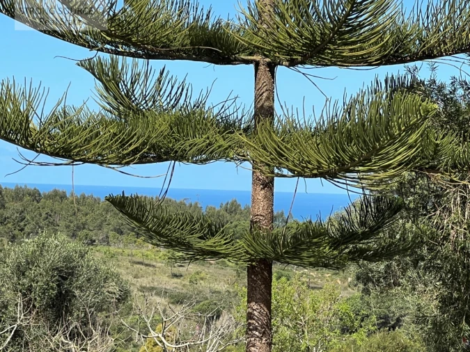 Quinta T4 para Venda em Sesimbra (Castelo) Foto 22