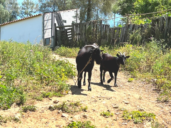 Quinta T4 para Venda em Sesimbra (Castelo) Foto 44