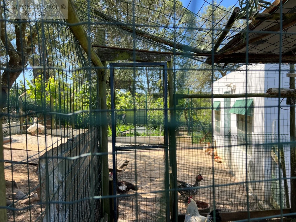 Quinta T4 para Venda em Sesimbra (Castelo) Foto 46