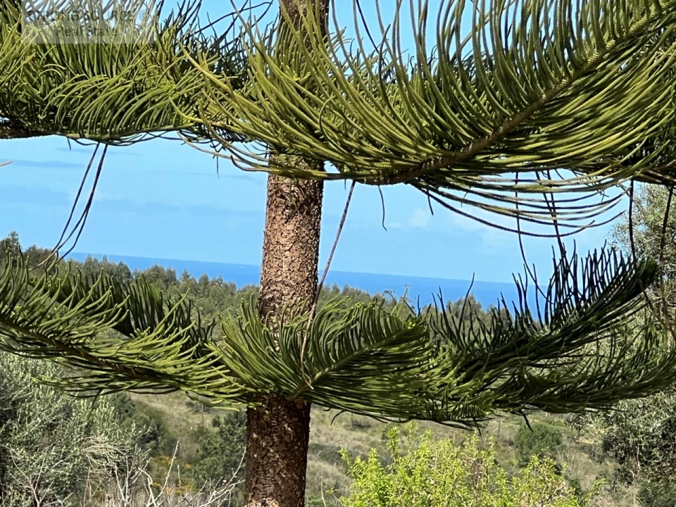 Quinta T4 para Venda em Sesimbra (Castelo) Foto 37