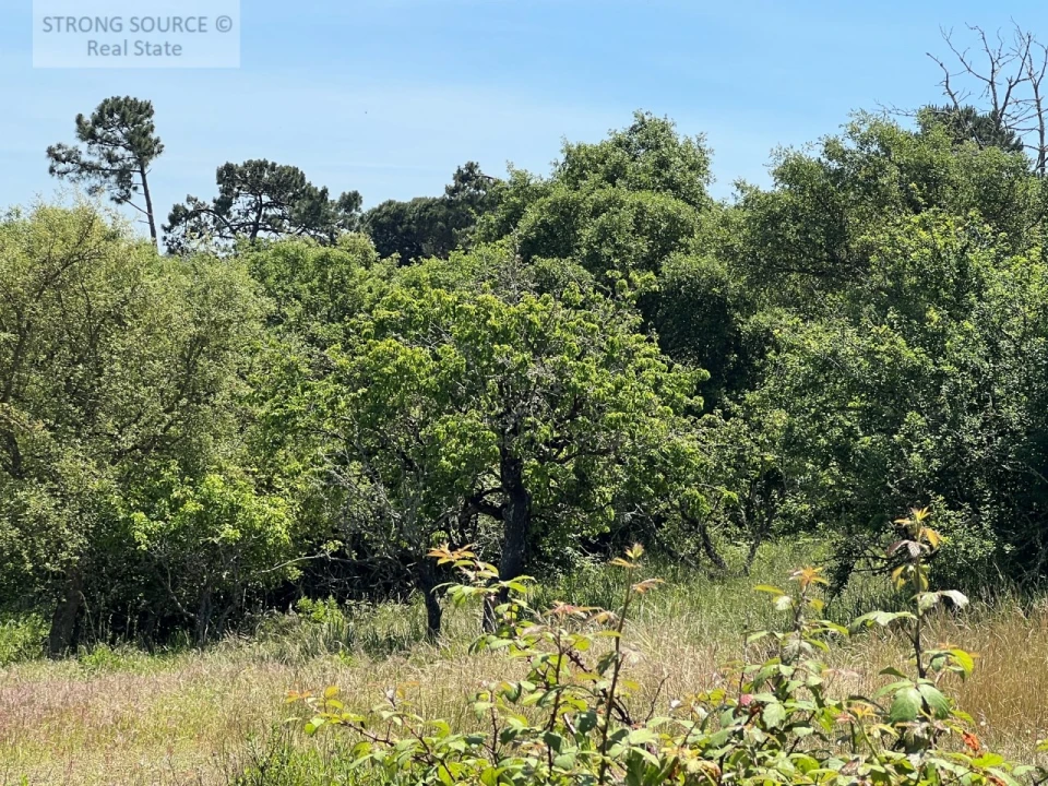 Terreno Misto para Venda em Sesimbra (Castelo) Foto 53