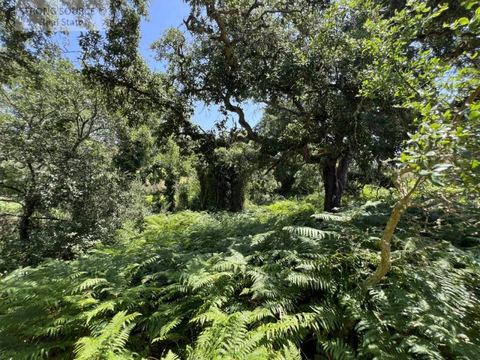 Terreno Misto para Venda em Sesimbra (Castelo) Foto 29