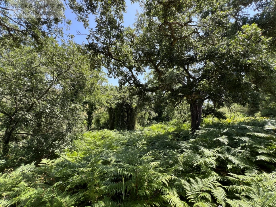 Terreno Misto para Venda em Sesimbra (Castelo) Foto 33