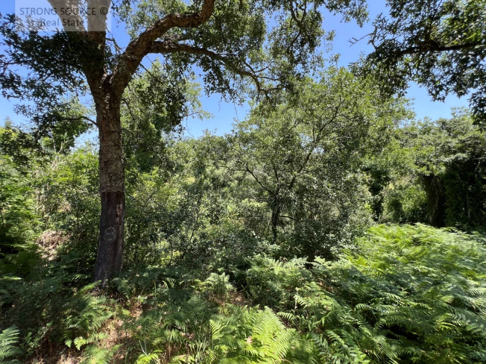 Terreno Misto para Venda em Sesimbra (Castelo) Foto 34