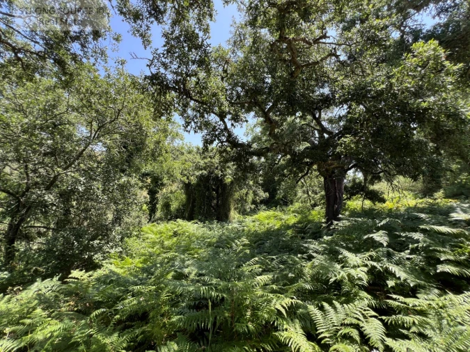 Terreno Misto para Venda em Sesimbra (Castelo) Foto 33