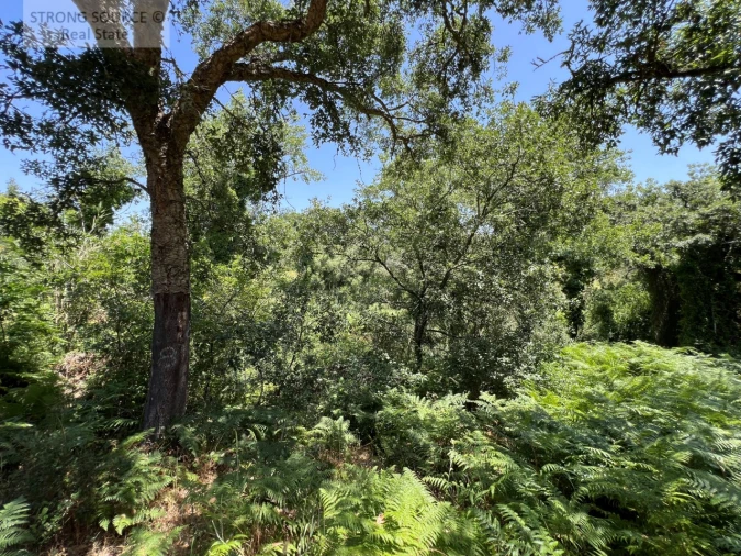 Terreno Misto para Venda em Sesimbra (Castelo) Foto 34