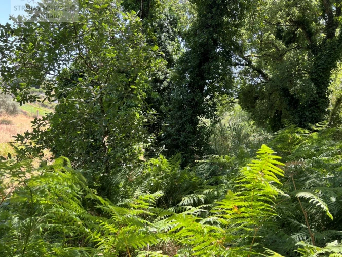 Terreno Misto para Venda em Sesimbra (Castelo) Foto 43